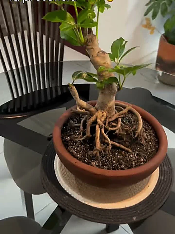 Aralia en bonsái sobre una mesa de cristal en el departamento